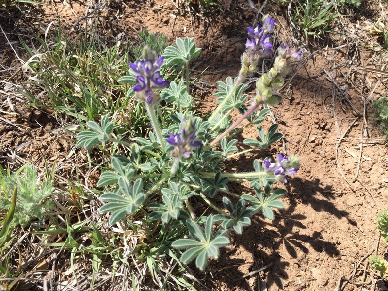 Shortstem Lupine photo 8