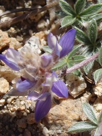 Brewer's Lupine