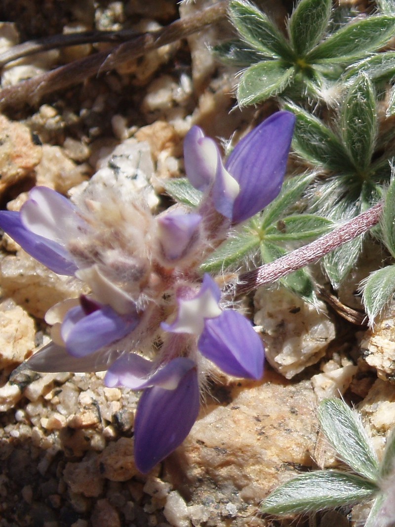 Brewer's Lupine