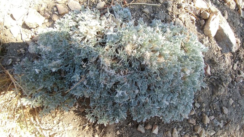 Brewer's Lupine photo 2