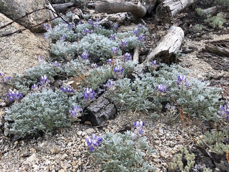 Brewer's Lupine photo 3