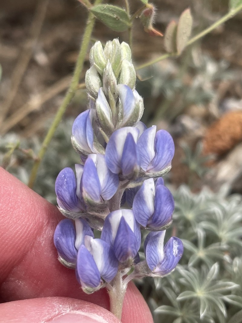 Brewer's Lupine photo 4