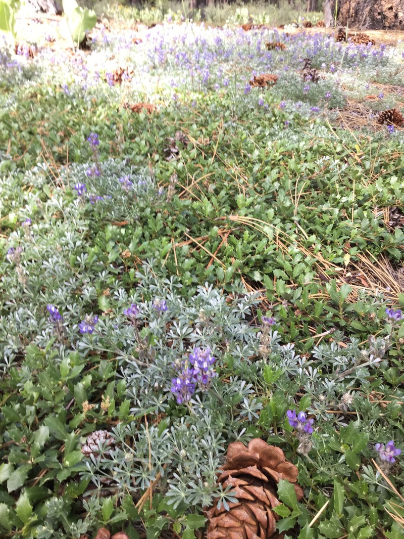 Brewer's Lupine photo 5