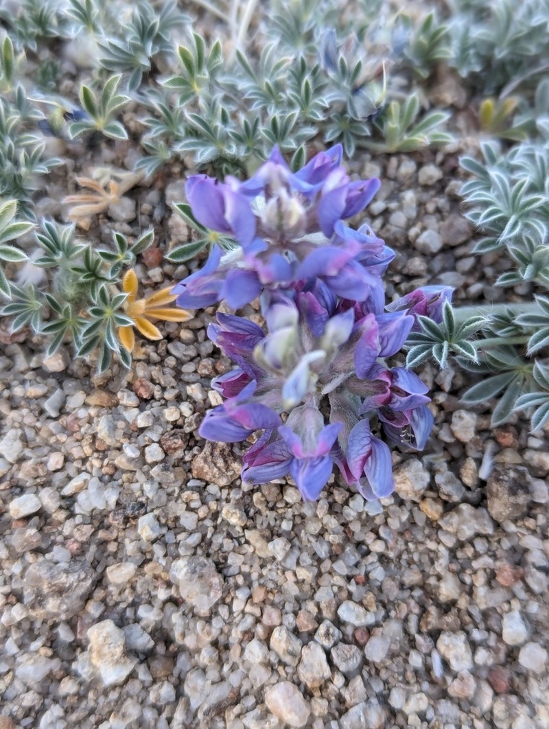Brewer's Lupine photo 6