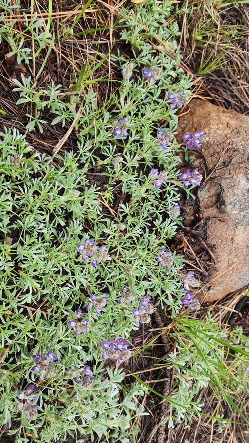 Brewer's Lupine photo 7
