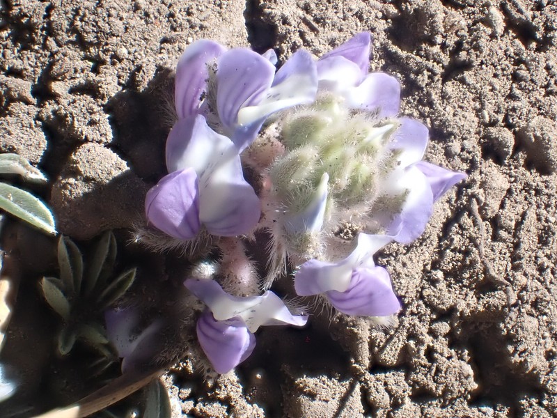 Lupinus breweri var. breweri
