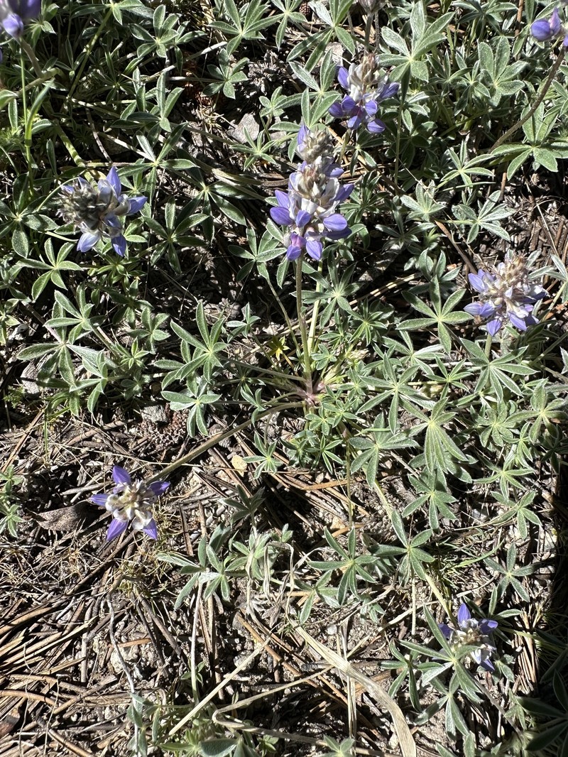 Lupinus breweri var. breweri photo 2