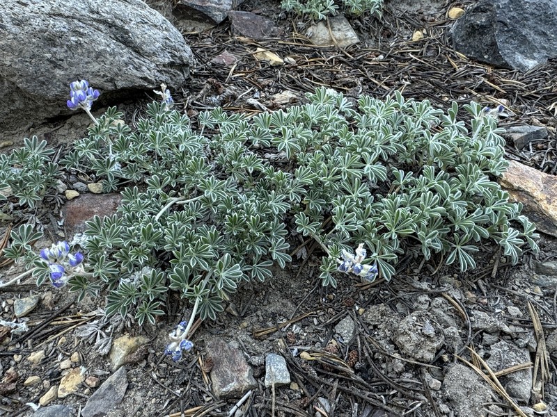 Lupinus breweri var. breweri photo 3