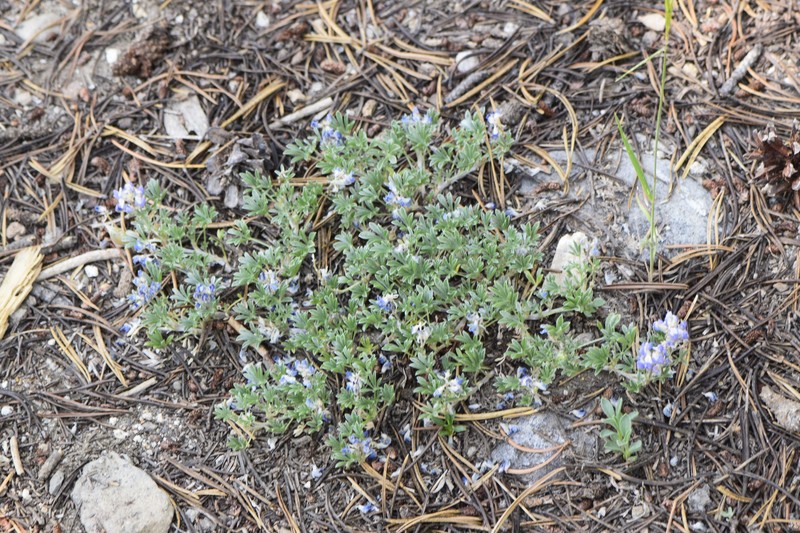 Lupinus breweri var. breweri photo 4