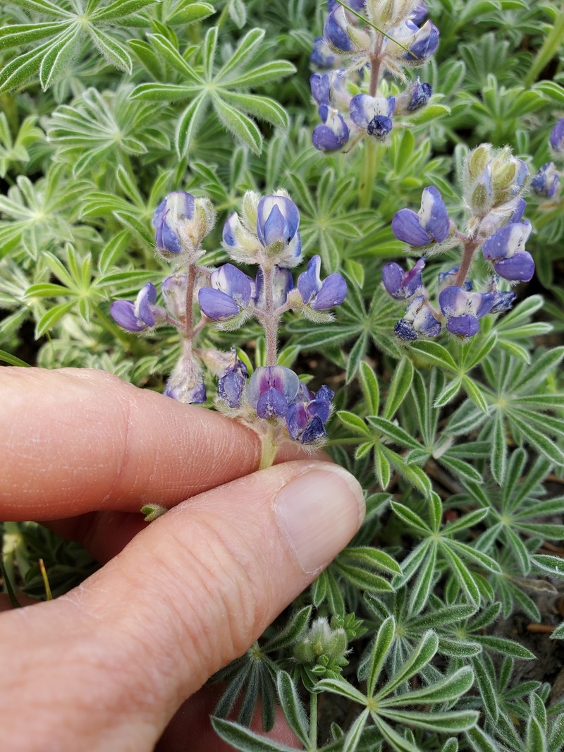 Lupinus breweri var. breweri photo 5