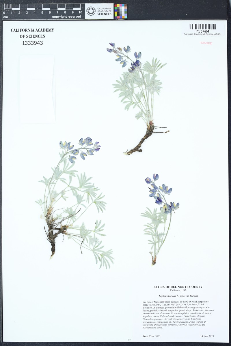 Lupinus breweri var. breweri photo 7