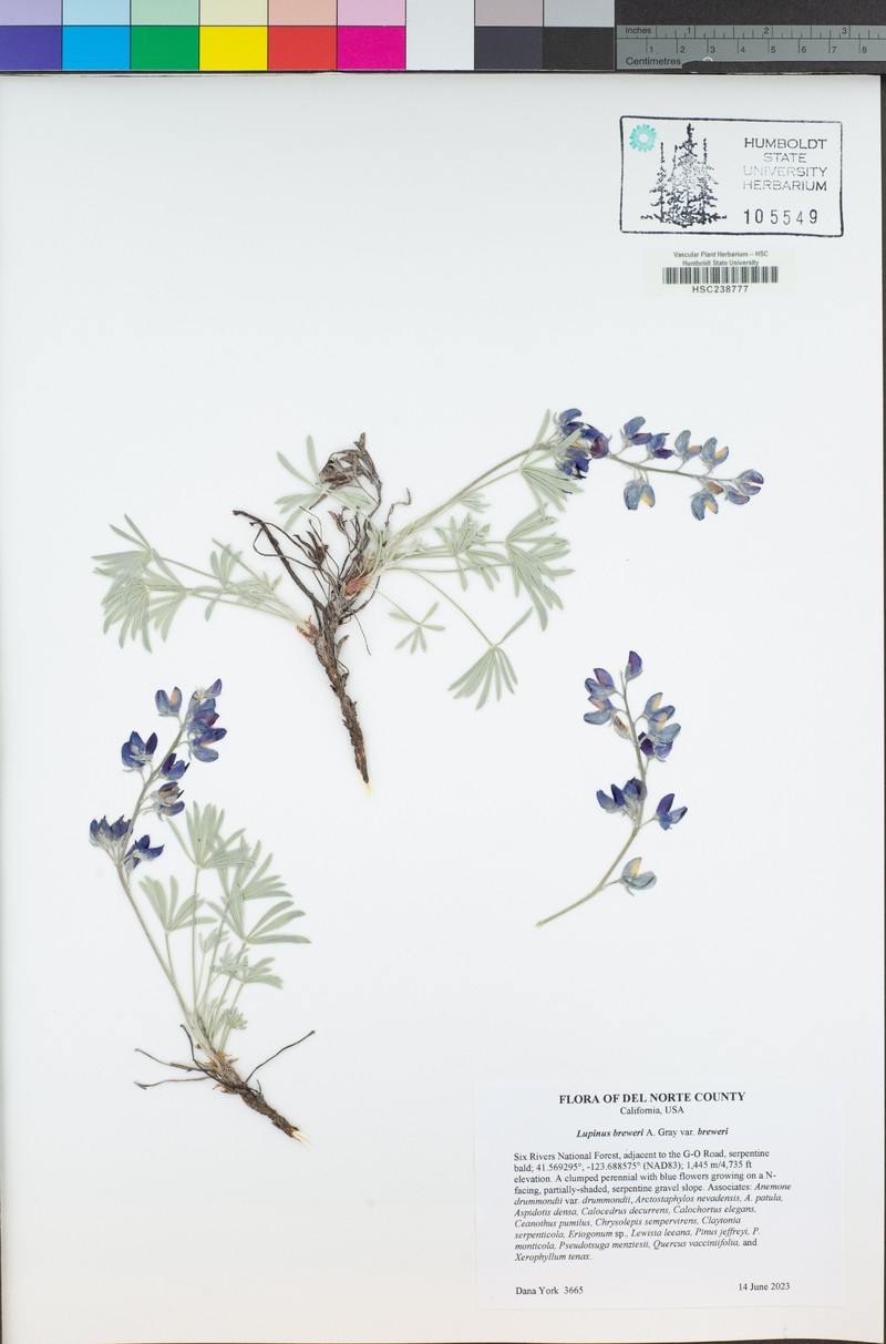 Lupinus breweri var. breweri photo 8