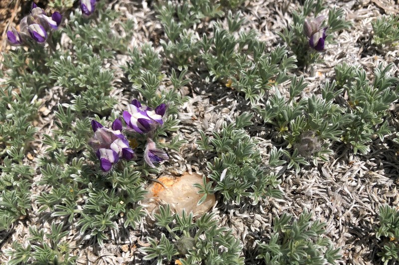 Lupinus breweri var. bryoides