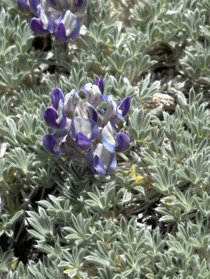 Lupinus breweri var. bryoides photo 2
