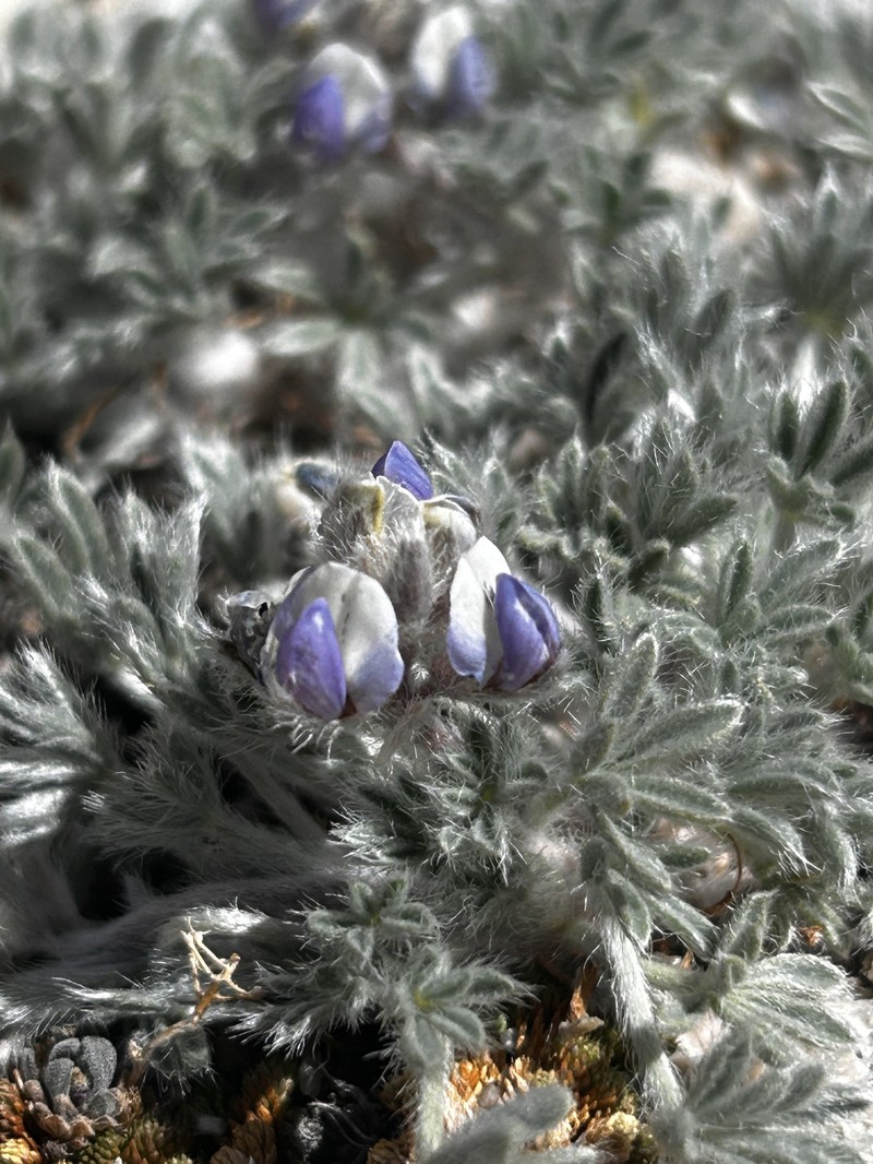 Lupinus breweri var. bryoides photo 3
