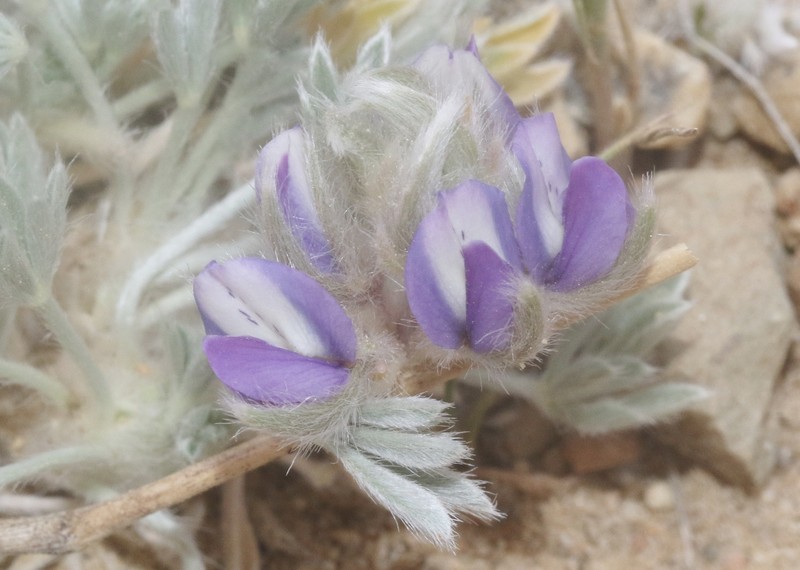 Lupinus breweri var. bryoides photo 4