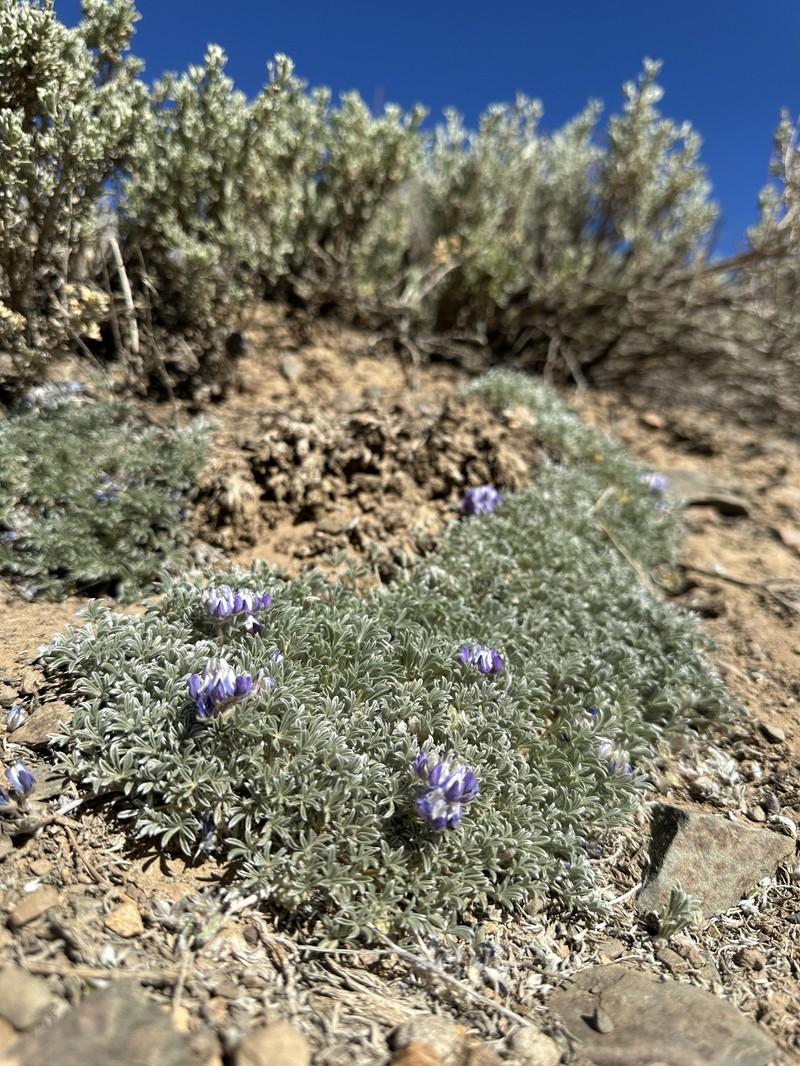 Lupinus breweri var. bryoides photo 5