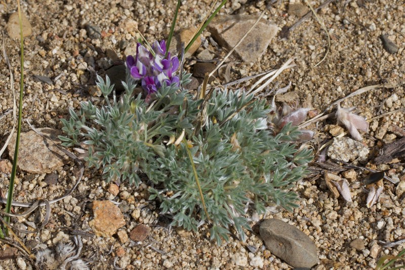 Lupinus breweri var. bryoides photo 6