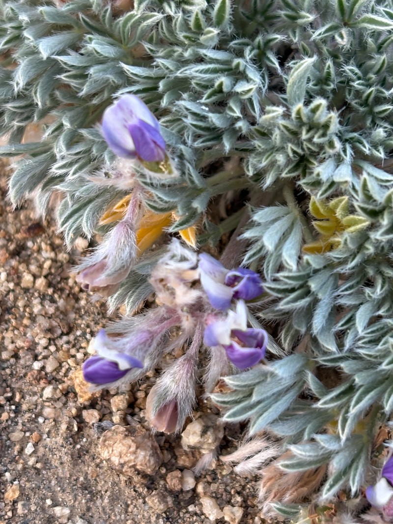 Lupinus breweri var. bryoides photo 7