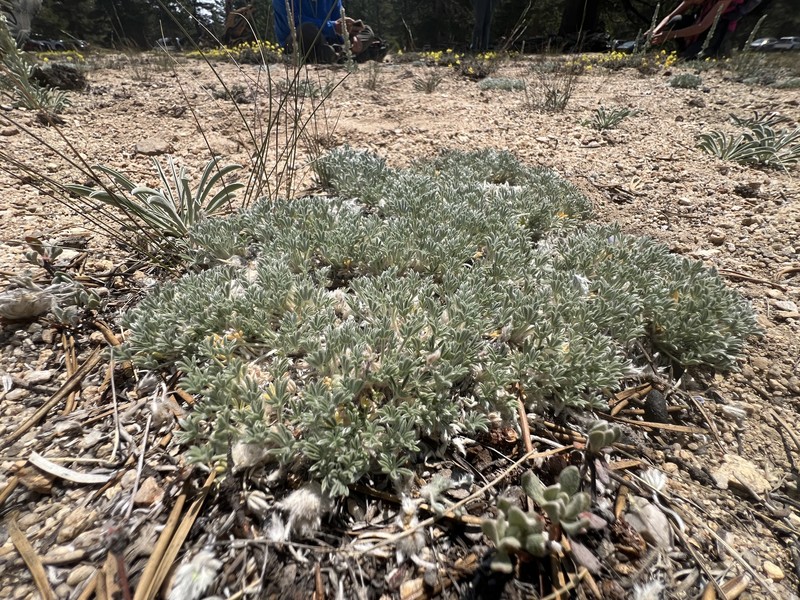 Lupinus breweri var. bryoides photo 8