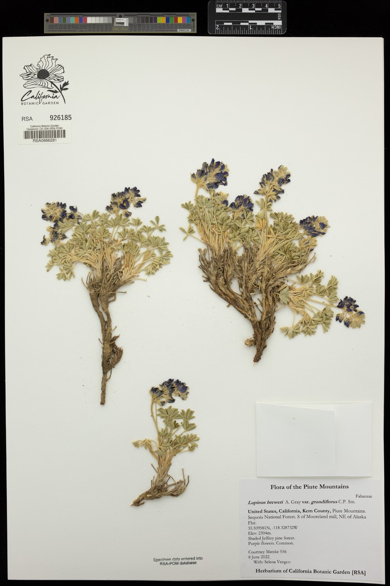 Lupinus breweri var. grandiflorus photo 2