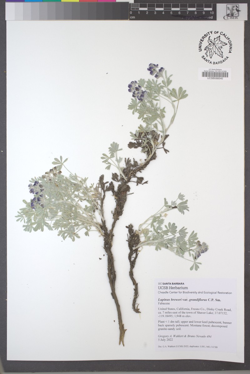 Lupinus breweri var. grandiflorus photo 3