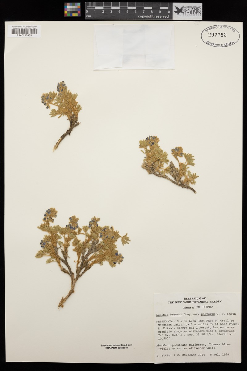 Lupinus breweri var. parvulus
