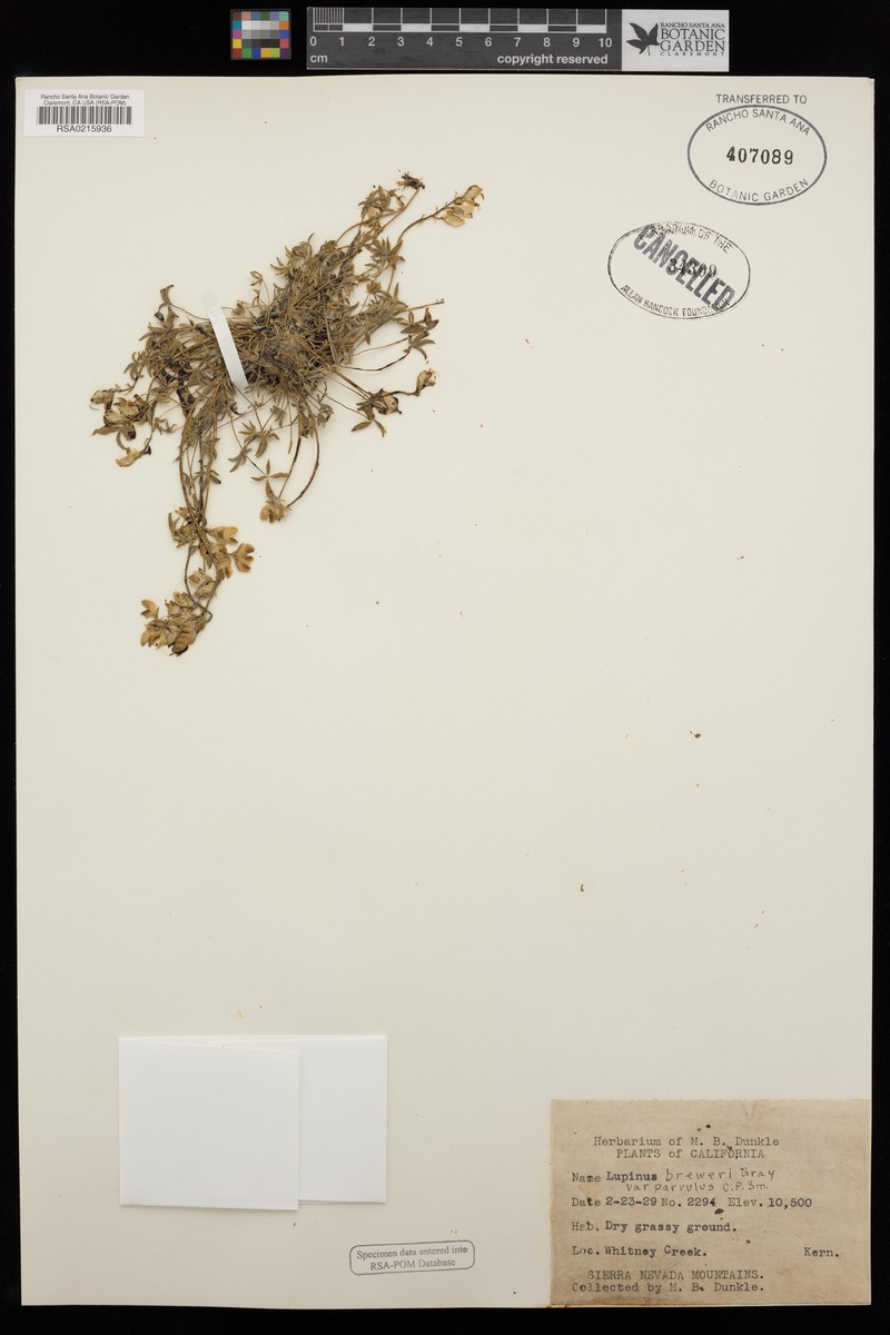 Lupinus breweri var. parvulus photo 2