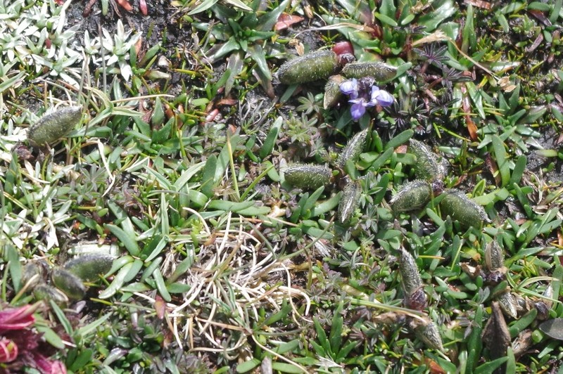 Lupinus buchtienii