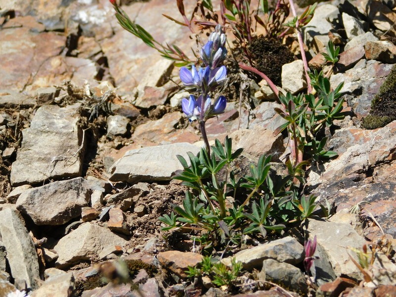 Lupinus buchtienii photo 2