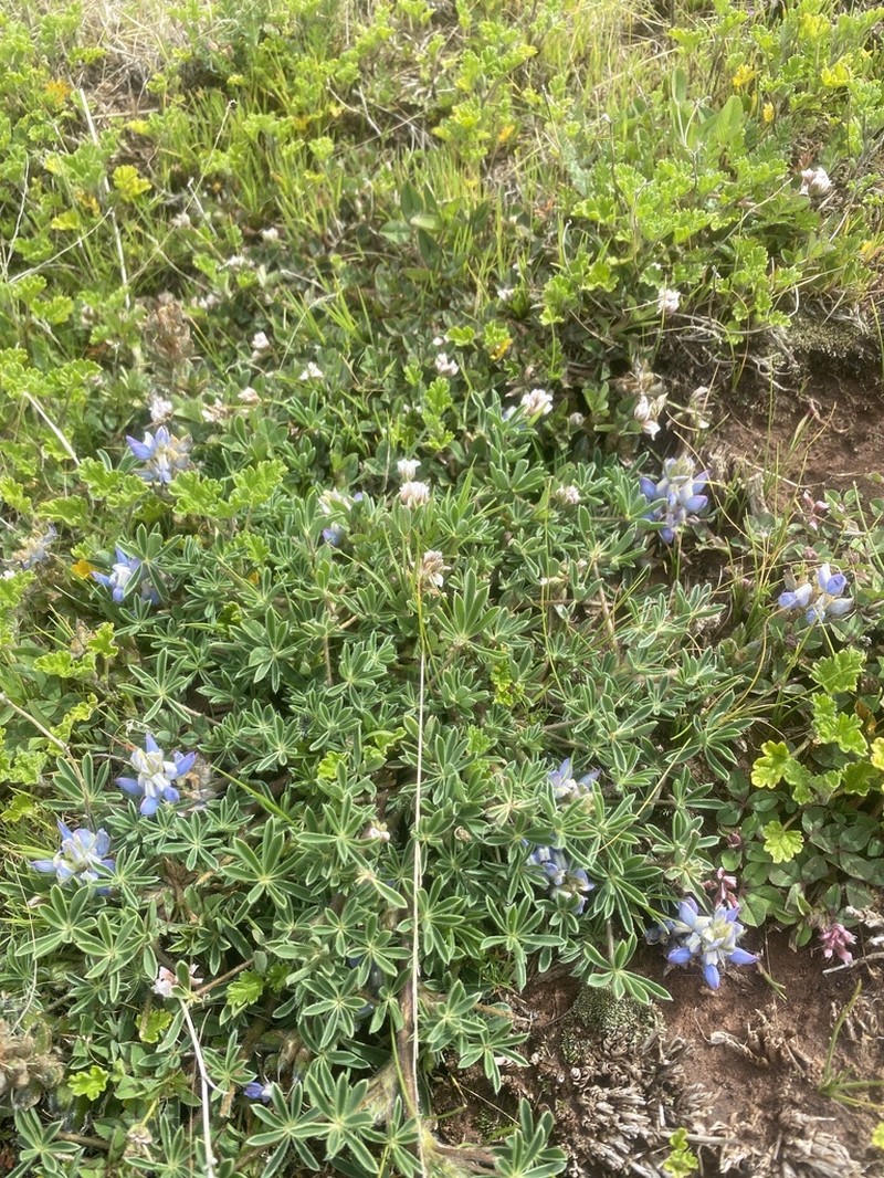 Lupinus buchtienii photo 3