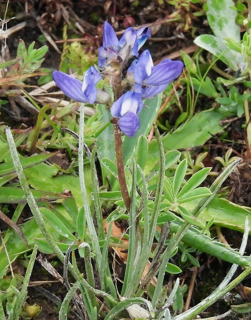 Lupinus buchtienii photo 5