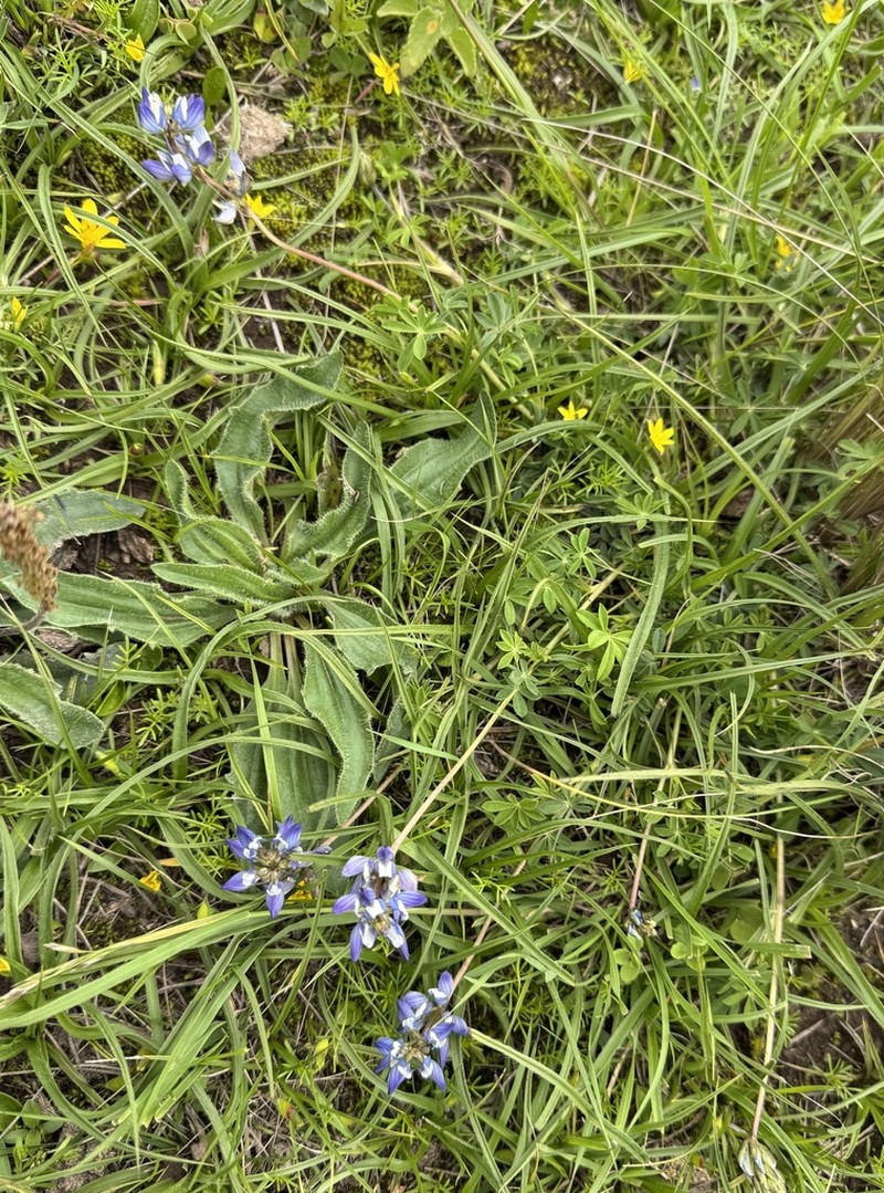 Lupinus buchtienii photo 6