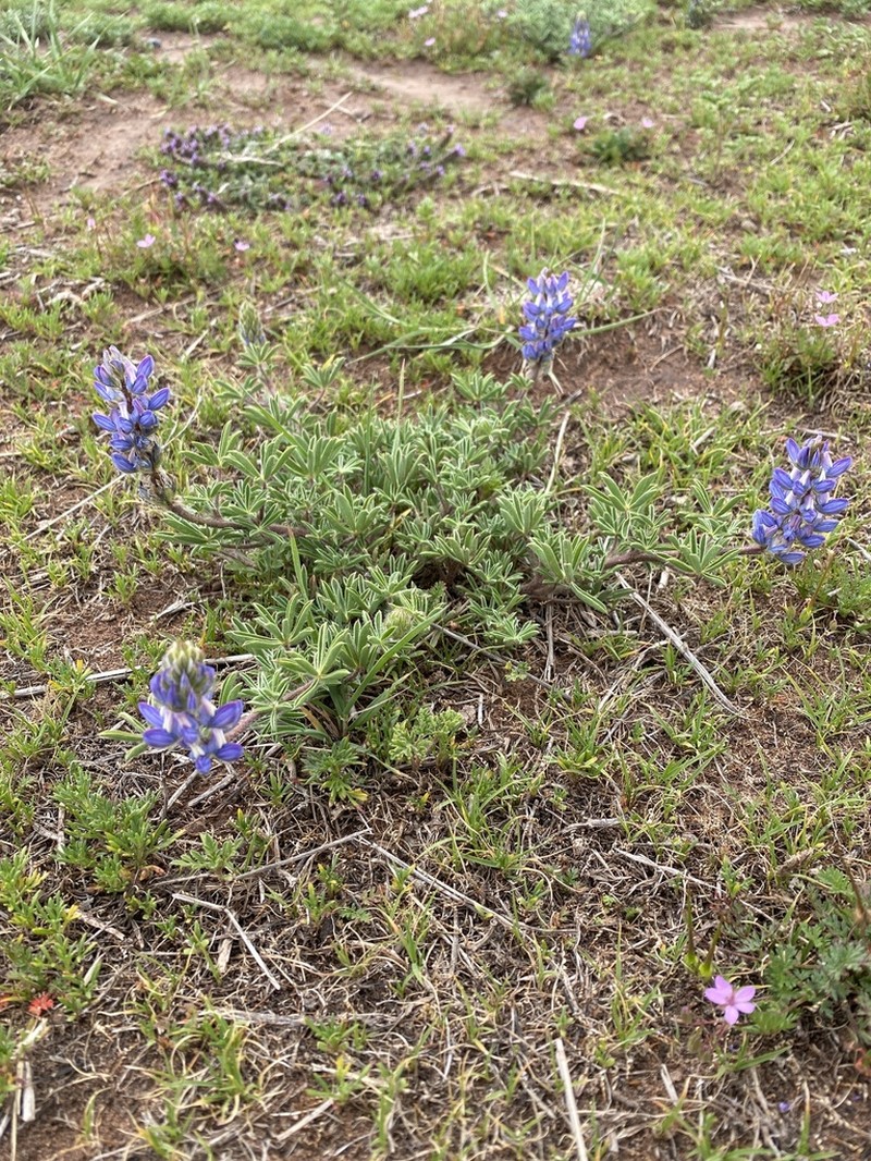 Lupinus buchtienii photo 7