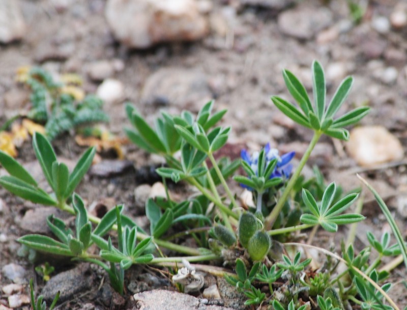 Lupinus buchtienii photo 8