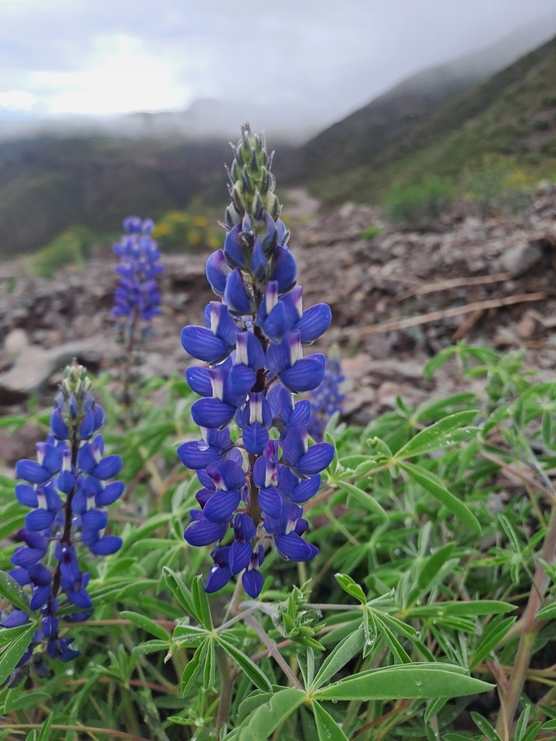 Lupinus burkartianus