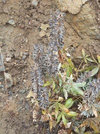 Largeleaf Lupine