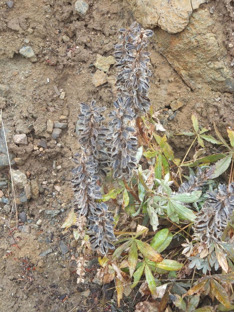 Largeleaf Lupine