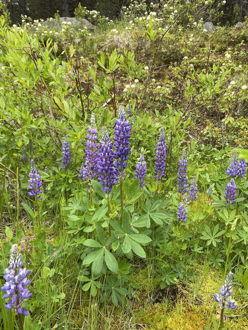 Largeleaf Lupine photo 2
