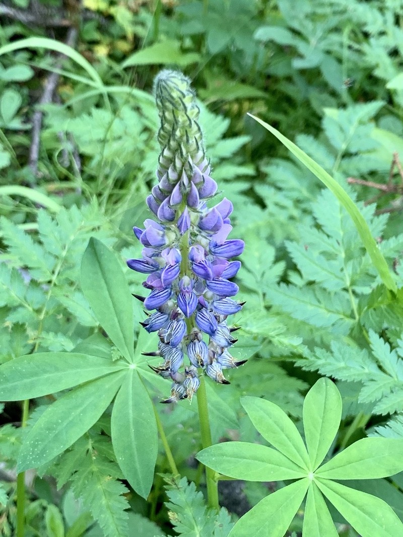 Largeleaf Lupine photo 3