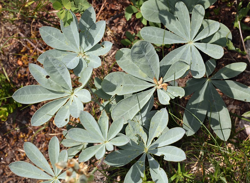 Largeleaf Lupine photo 4
