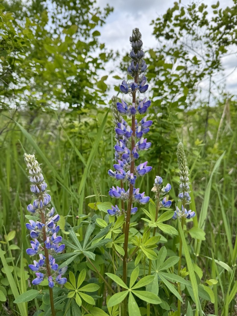 Largeleaf Lupine photo 5