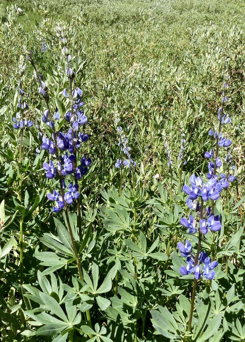 Largeleaf Lupine photo 6