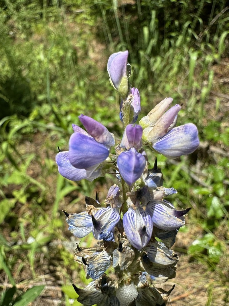 Largeleaf Lupine photo 7