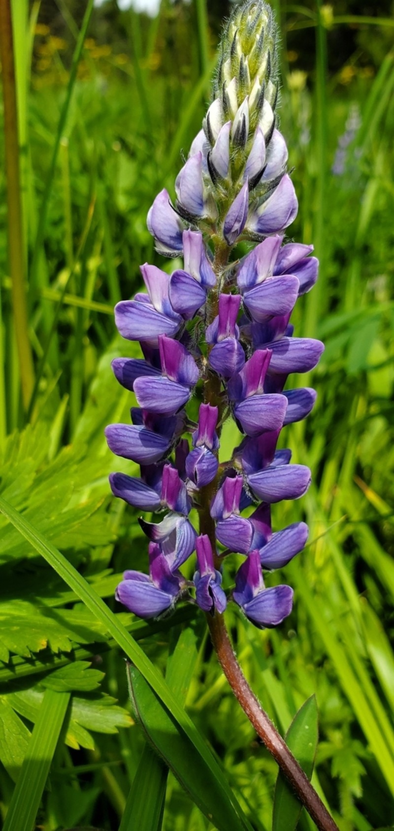 Largeleaf Lupine photo 8