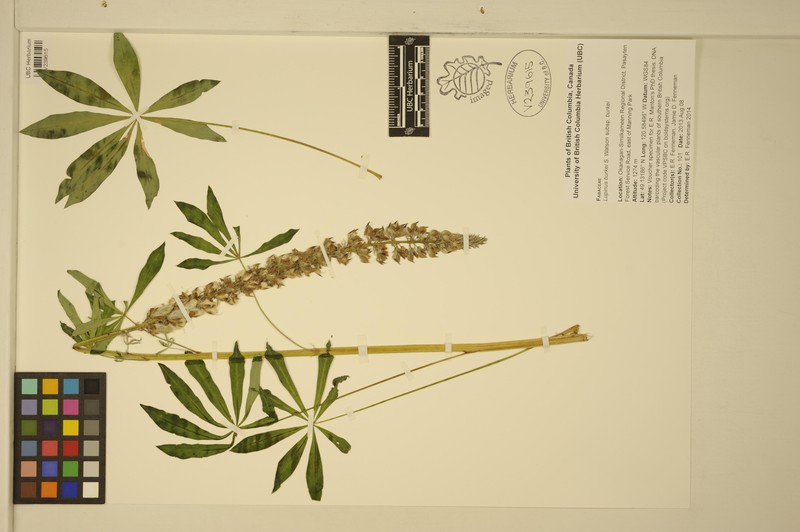Lupinus burkei subsp. burkei