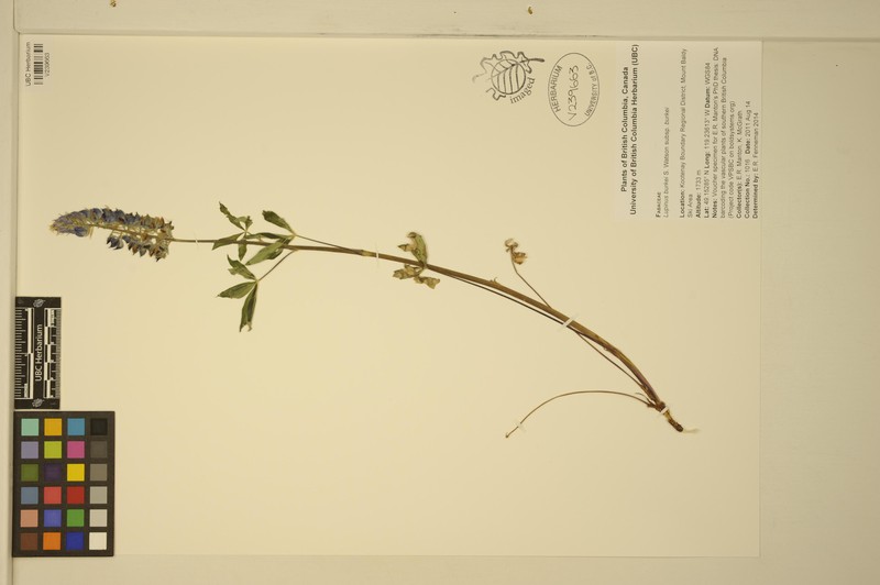 Lupinus burkei subsp. burkei photo 2