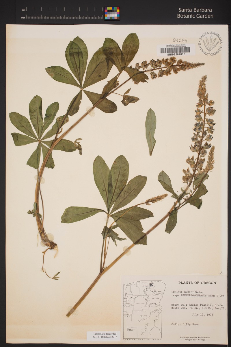 Lupinus burkei subsp. caeruleomontanus