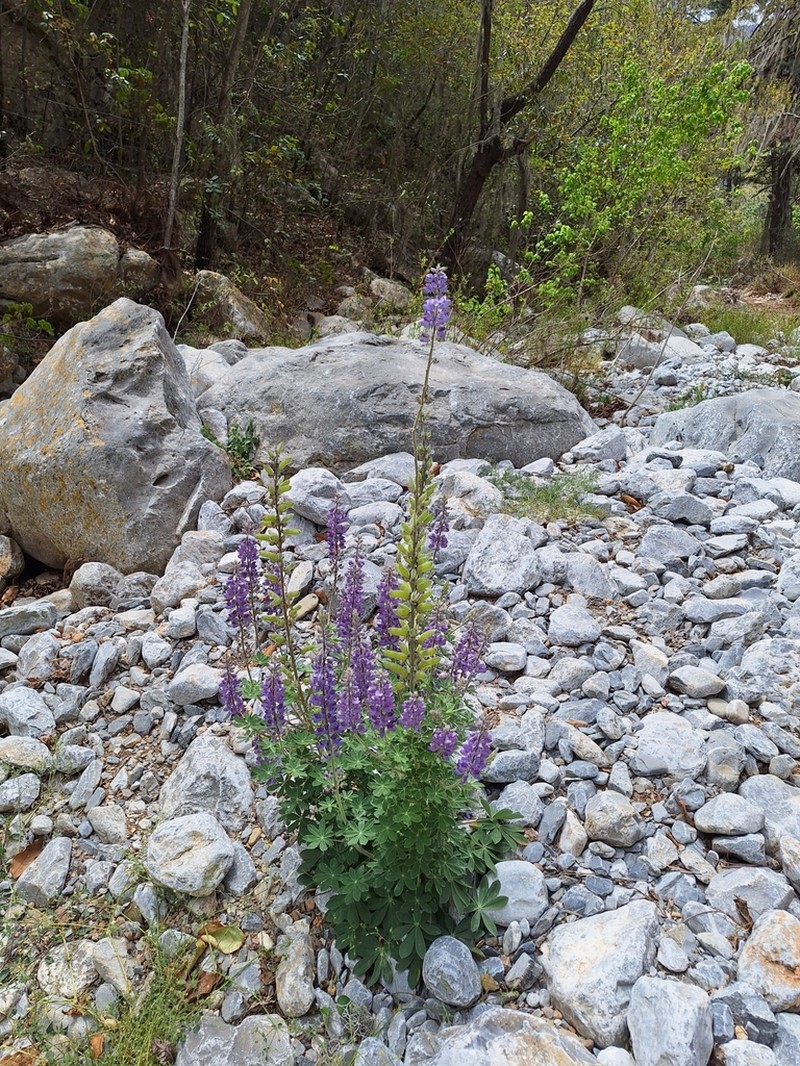 Lupinus caballoanus