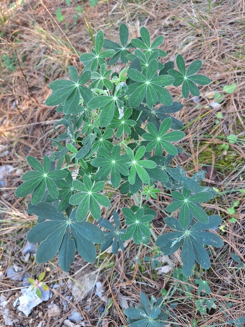 Lupinus caballoanus photo 2